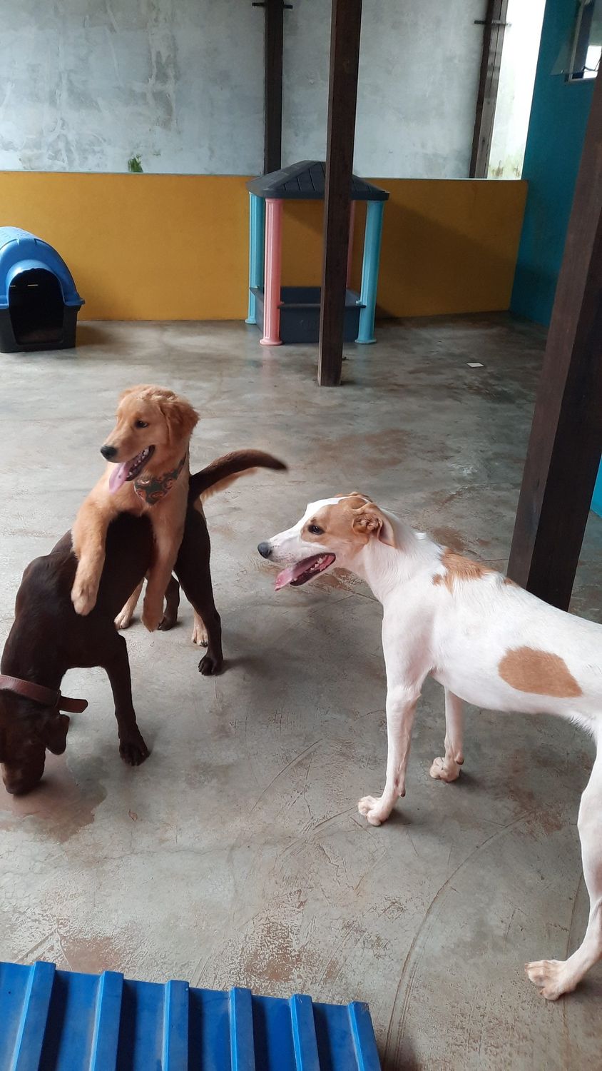 Caes brincando juntos na Doglanda