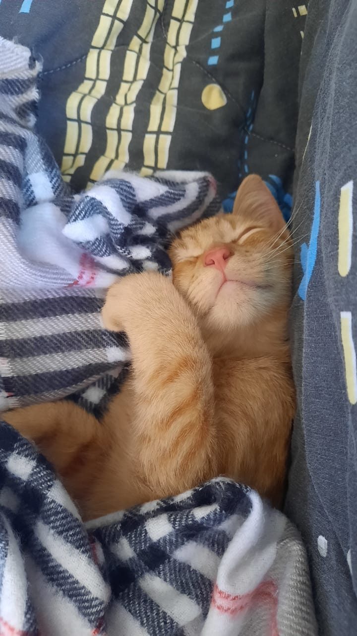 Gato hospedado dormindo aconchegado em cobertor