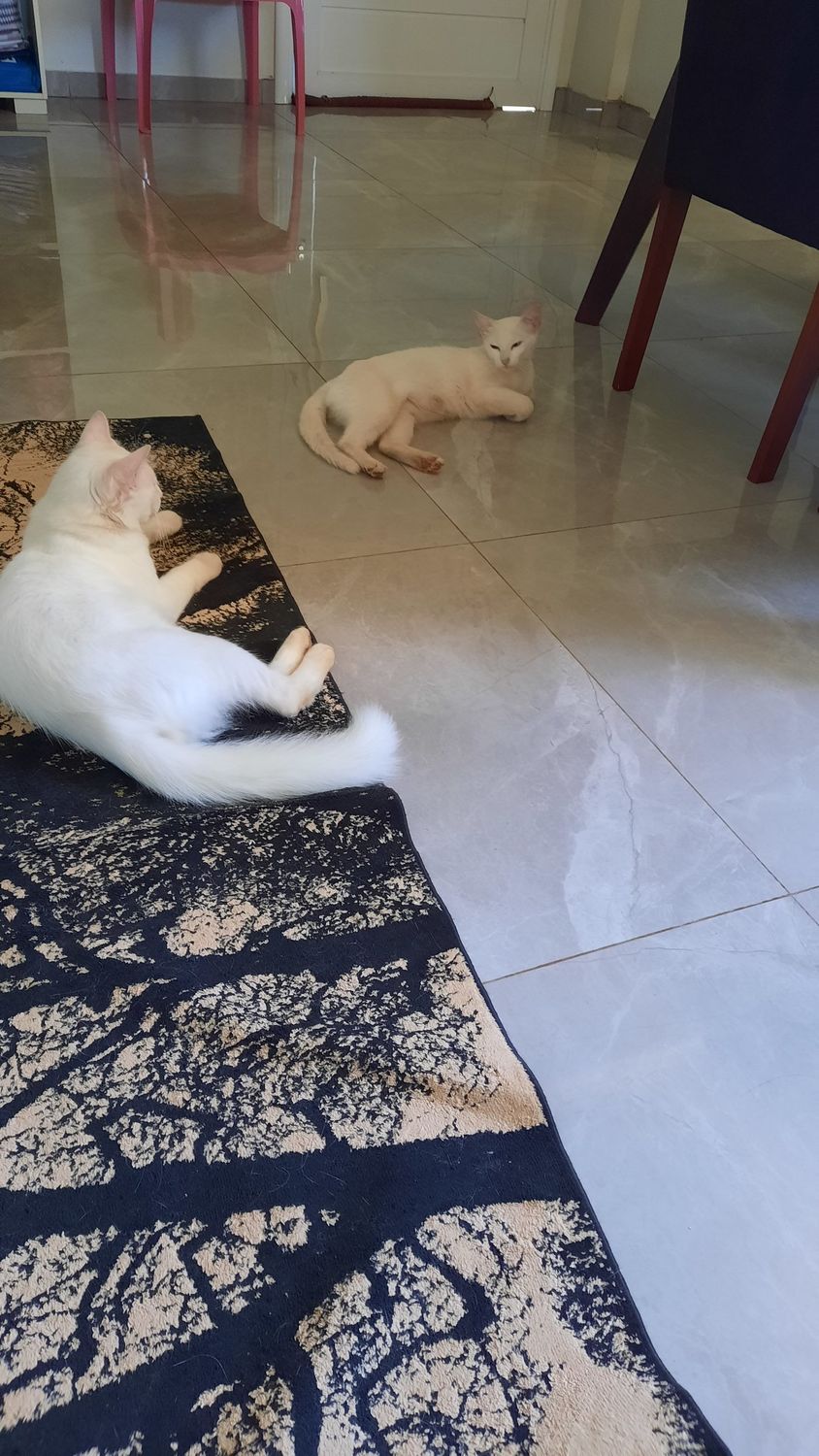 Gatos hospedados em espaco proprio