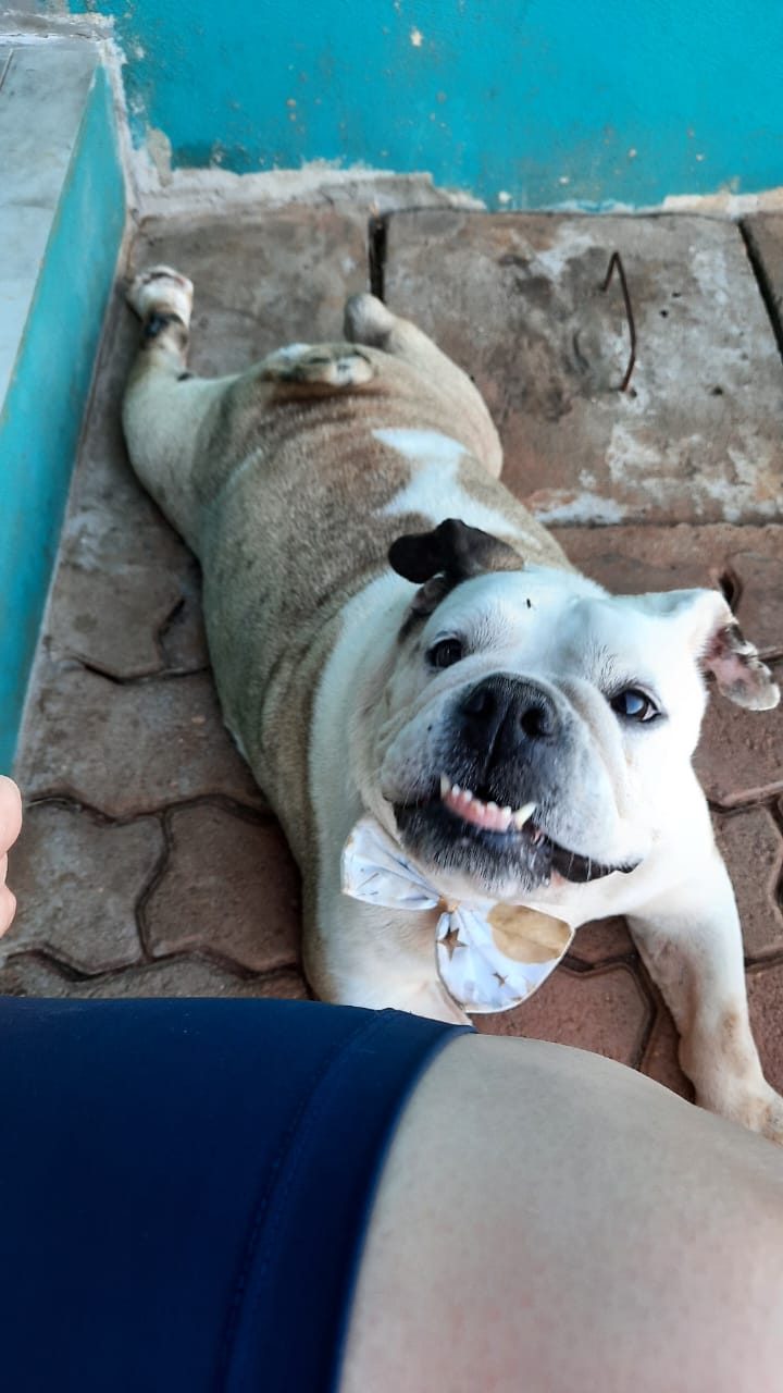 Cachorro hospedado na Doglanda